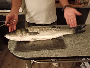 European Bass (Seabass)