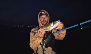 European Bass (Seabass)