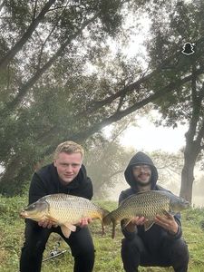 Common Carp