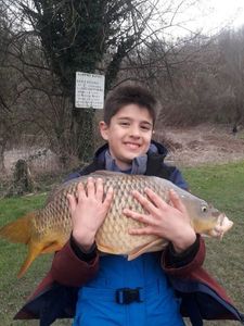 Common Carp