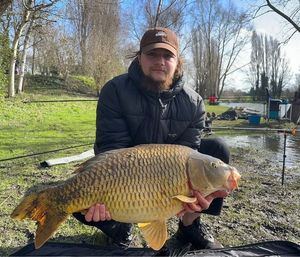 Common Carp