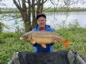 Common Carp