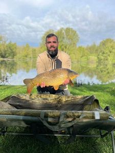 Common Carp