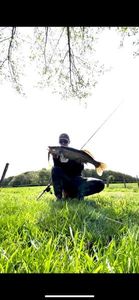 Zander