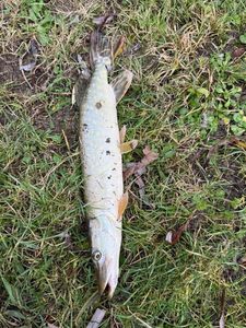 Northern Pike