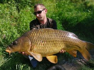 Common Carp