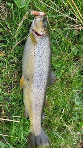 Brown Trout