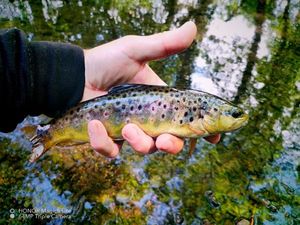 Brown Trout