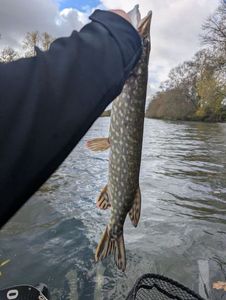 Northern Pike