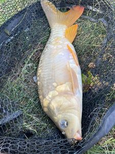 Leather Carp