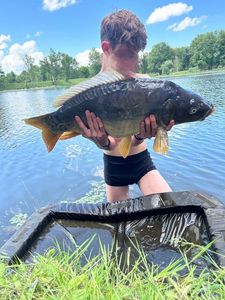 Mirror Carp