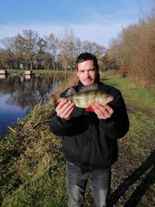 European Perch