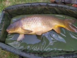 Common Carp