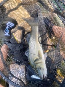 European Bass (Seabass)