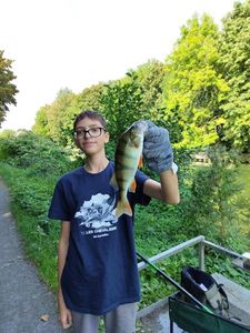 European Perch