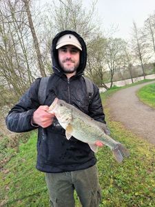 Largemouth Bass