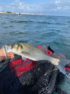 European Bass (Seabass)