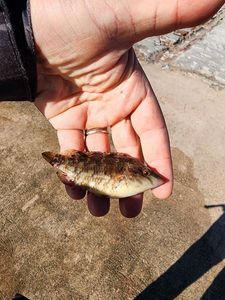 Corkwing Wrasse