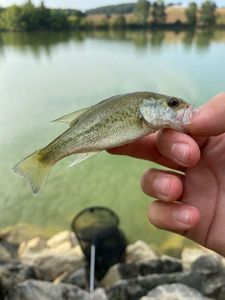 Largemouth Bass