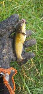Black Bullhead