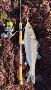 European Bass (Seabass)