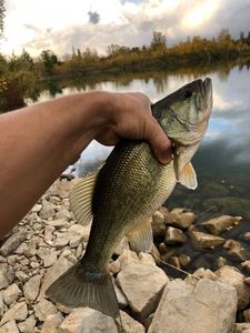 Largemouth Bass