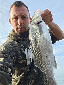 European Bass (Seabass)
