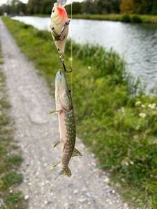 Northern Pike