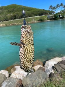 Ballan Wrasse