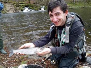 Rainbow Trout