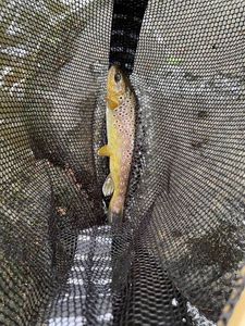 Brown Trout