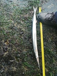 Garfish
