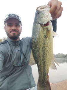 Largemouth Bass