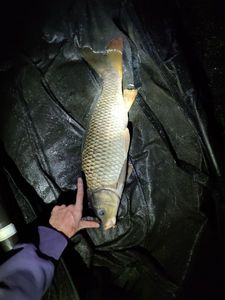 Common Carp