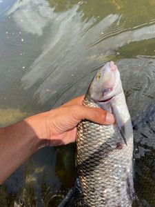 Common Dace