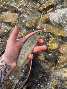 Brown Trout