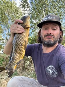 Common Carp