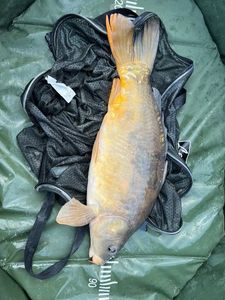 Leather Carp