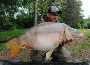 Mirror Carp