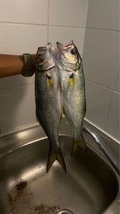 Bluefish