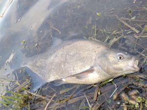 Common Bream