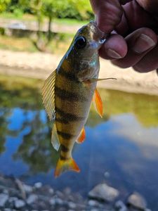 European Perch