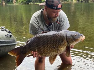 Common Carp