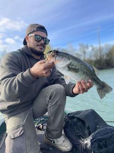 Largemouth Bass