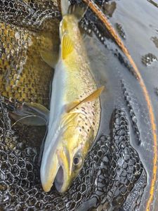 Brown Trout