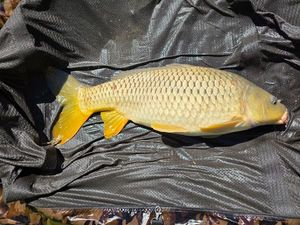 Common Carp