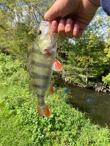 European Perch