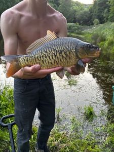 Mirror Carp