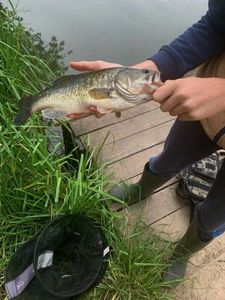 Largemouth Bass