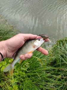 European Perch